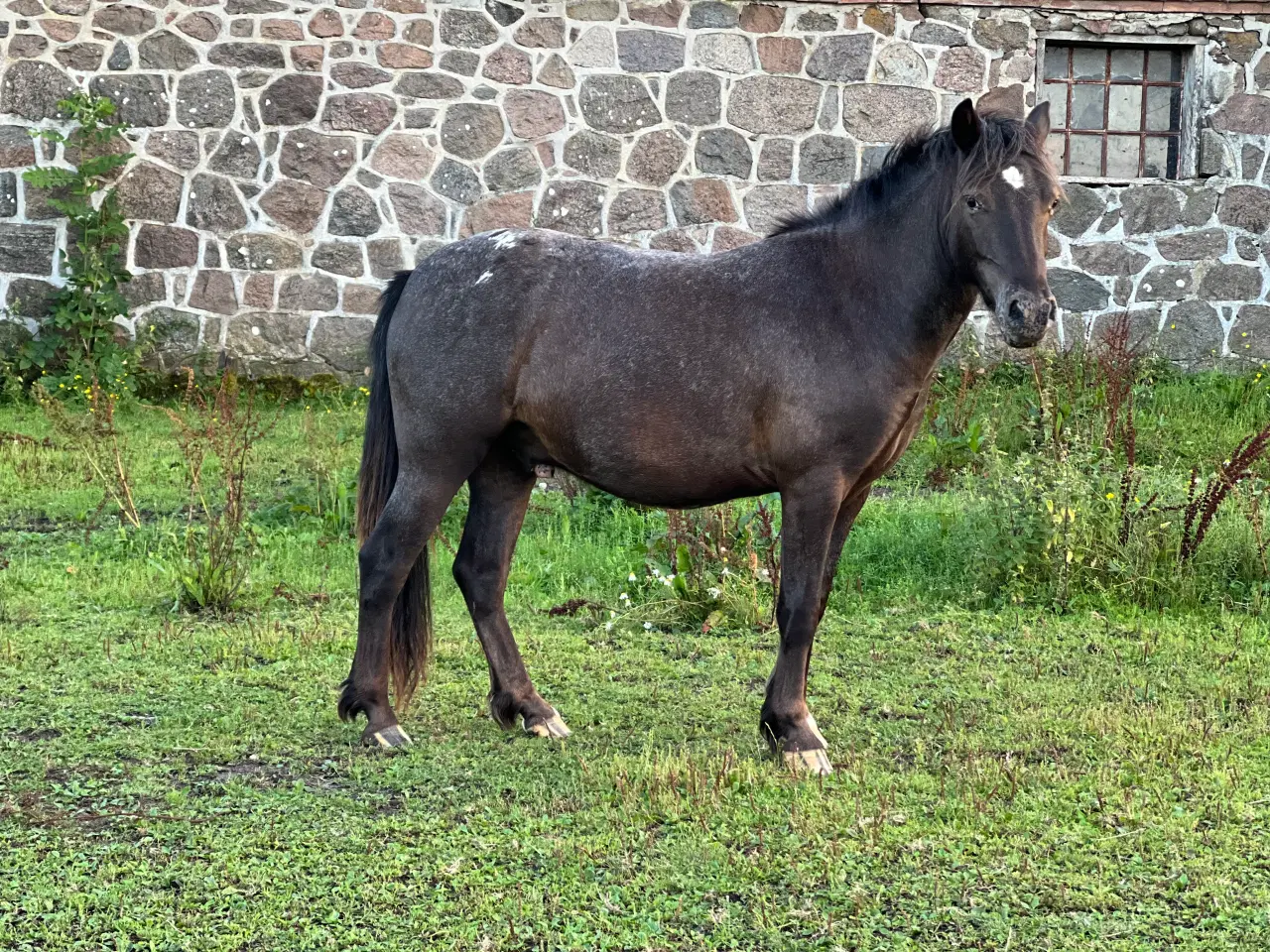 Billede 3 - Knapstrupper pony