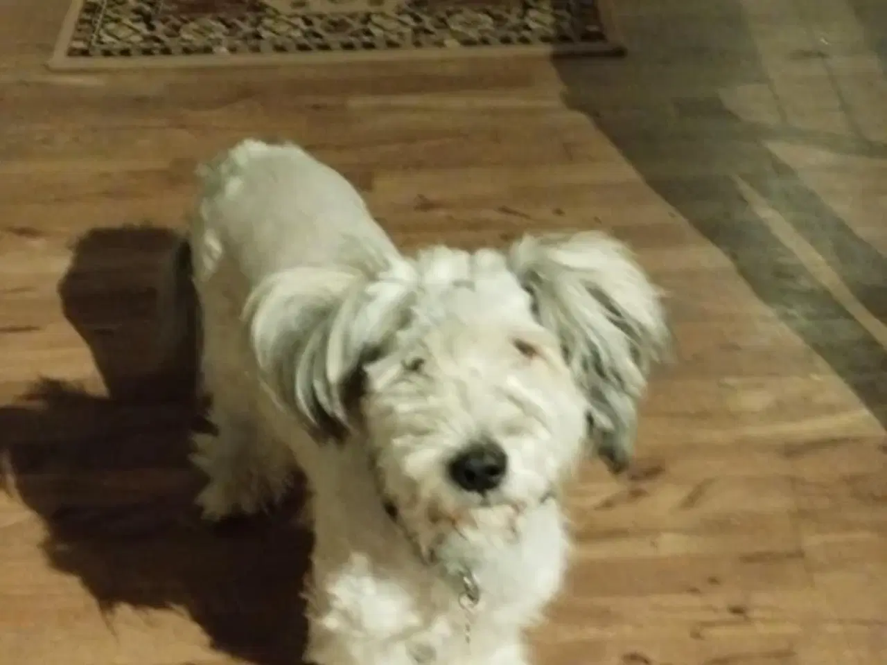 Billede 2 - Balou søger nyt og blivende hjem🐶❤️