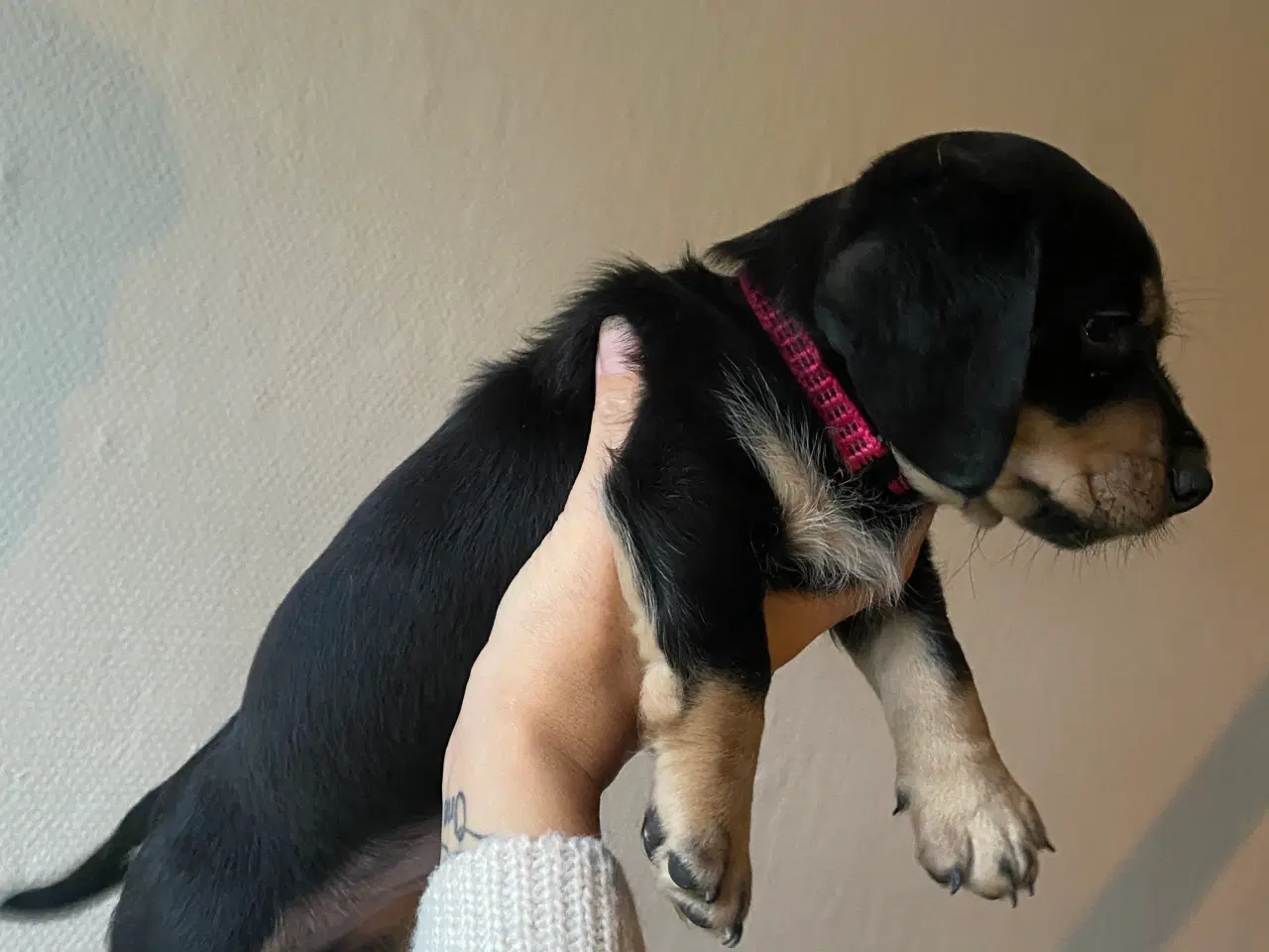 Billede 4 - Merle gravhunde mix standart