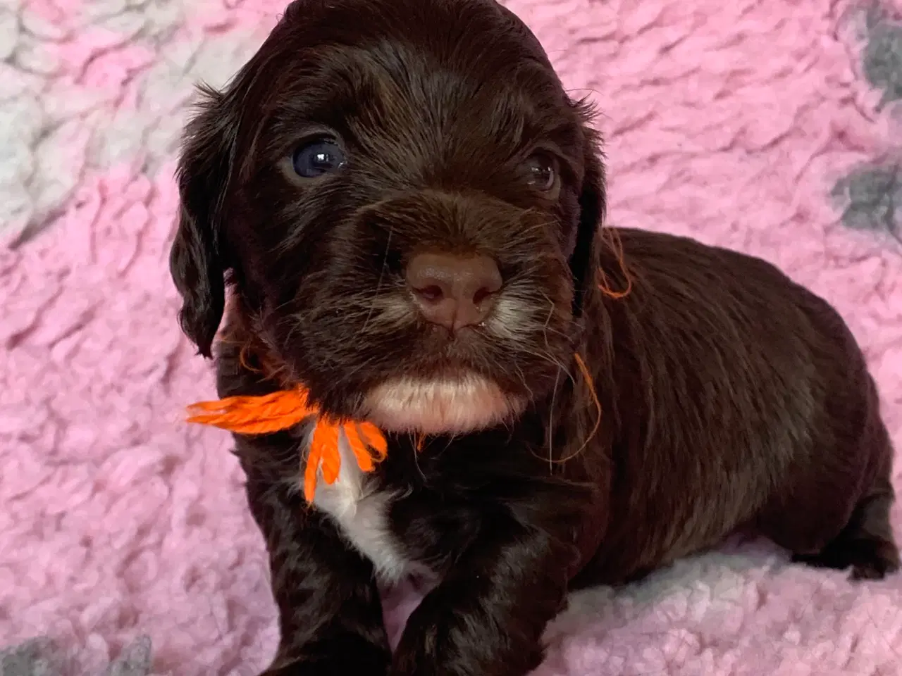 Billede 9 - FT Cocker Spaniel hvalpe