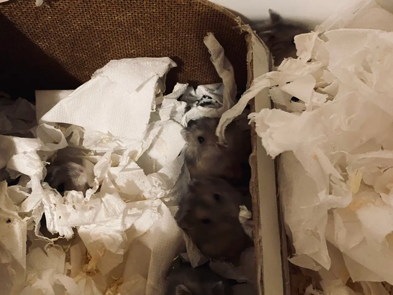 Billede 3 - Piger og drenge Hamster