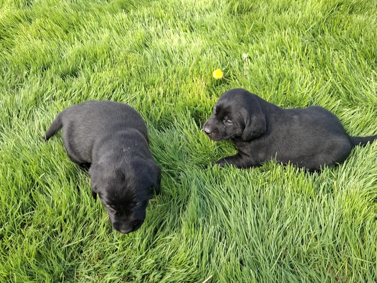 Billede 3 - Labrador hvalpe  4 uger 