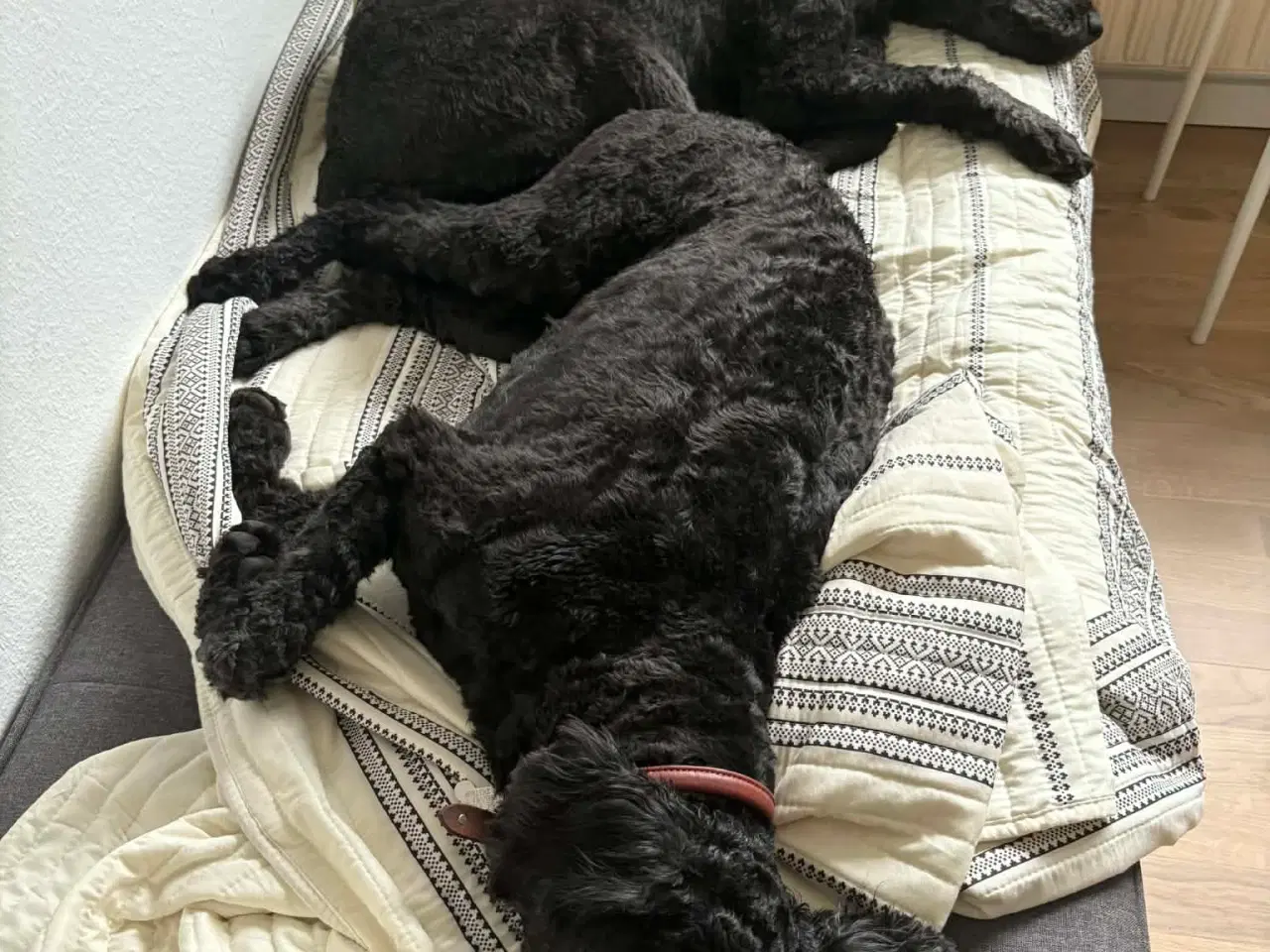 Billede 5 - 2 golden doodle piger søger nyt hjem