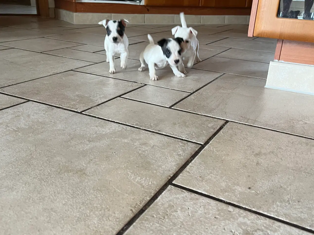 Billede 6 - Jack russel hvalpe