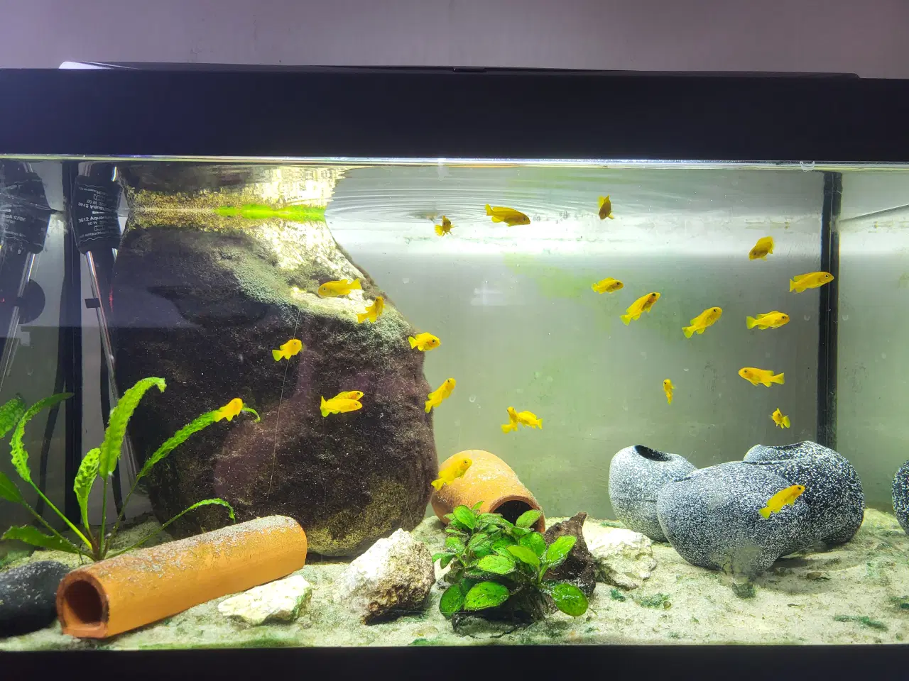 Billede 1 - Mbuna Saulosi