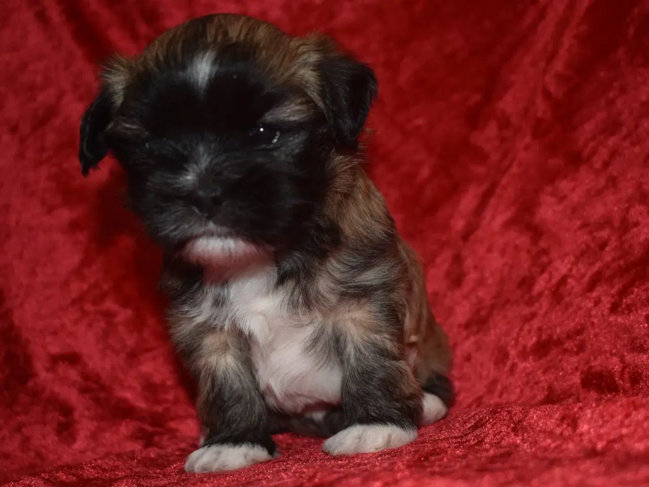 Billede 6 - Lhasa apso pige med stamtavle 