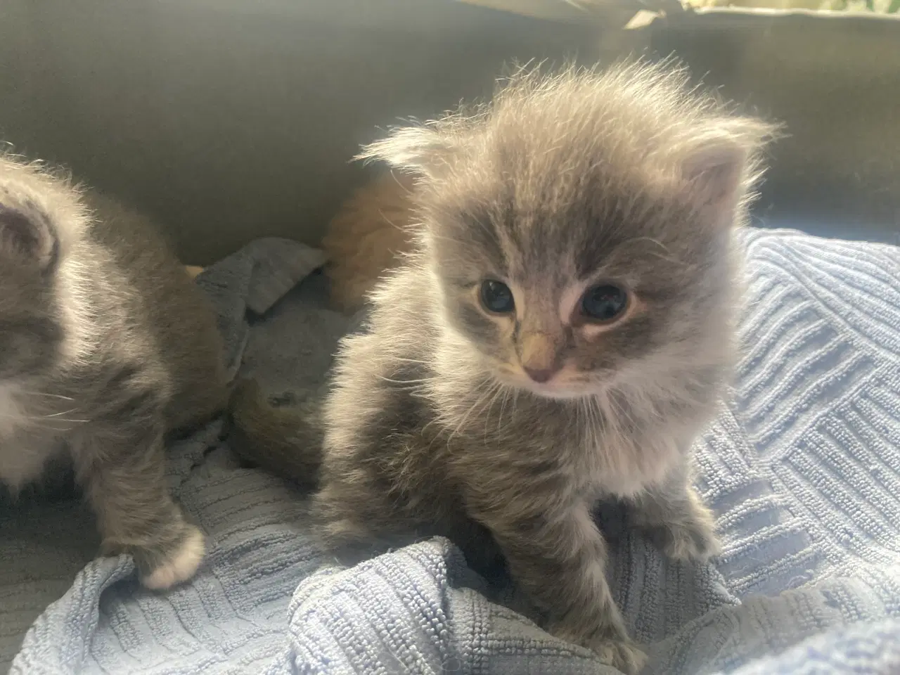 Billede 11 - Maincoon/Ragdoll/BS