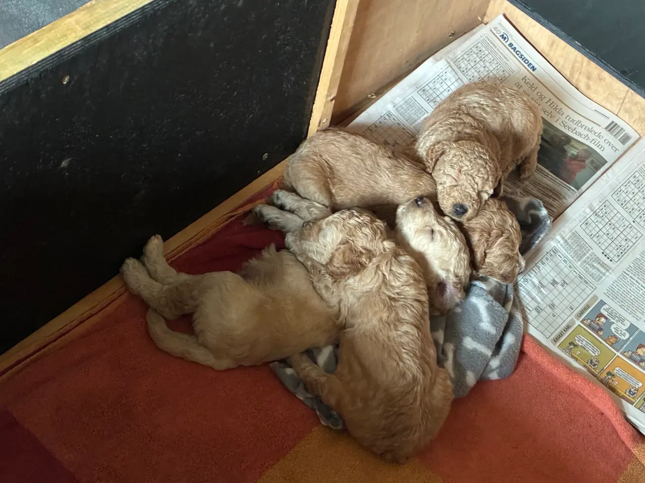 Billede 8 - Charmerende Doodle-Puddelhvalpe klar til nye hjem!
