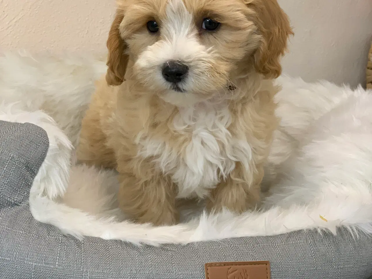 Billede 5 -  Maltipoo dreng er rejse klar nu!