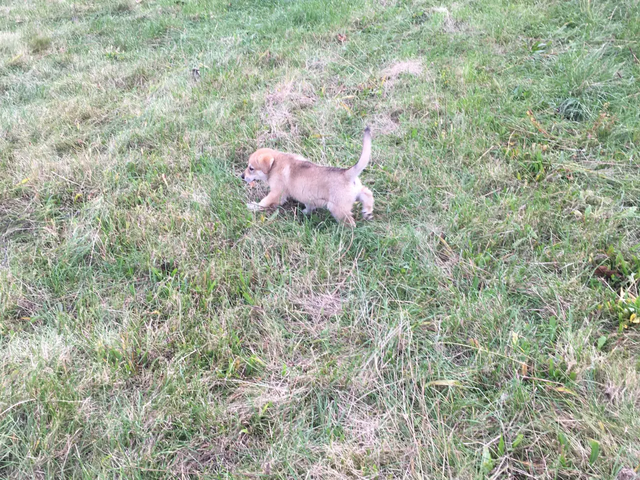 Billede 13 - Hvalpe af hvid schæfer og tjekkoslovakisk ulvehund