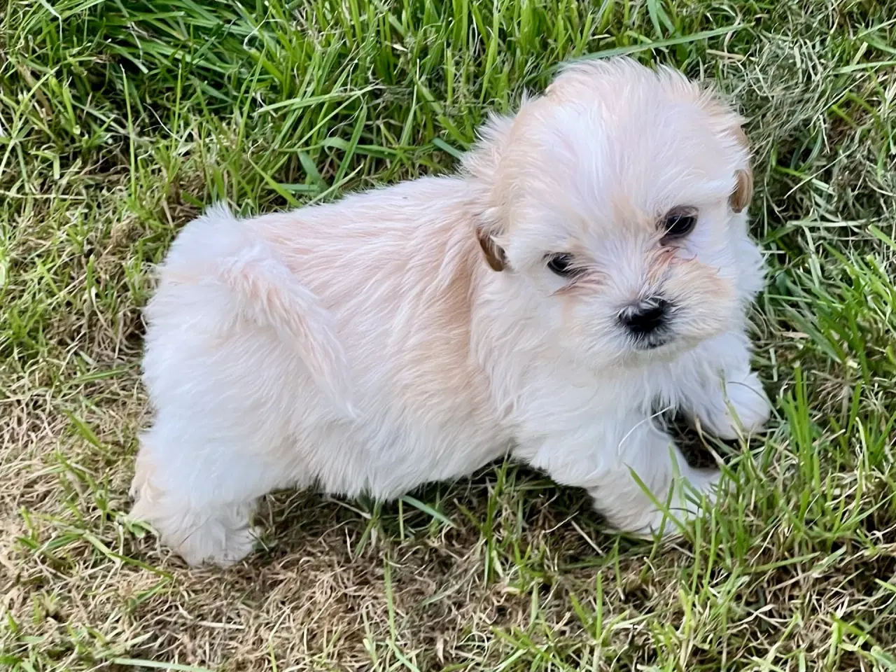 Billede 1 - Blandingshvalpe Bichon Havanais / Bolognese