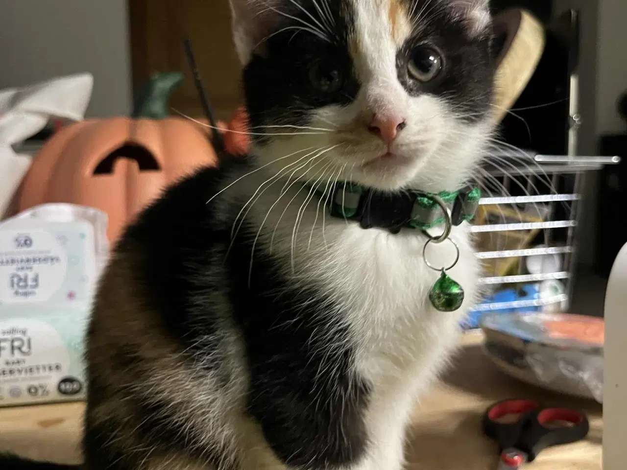 Billede 5 - Hun-killing Maine Coon-blanding