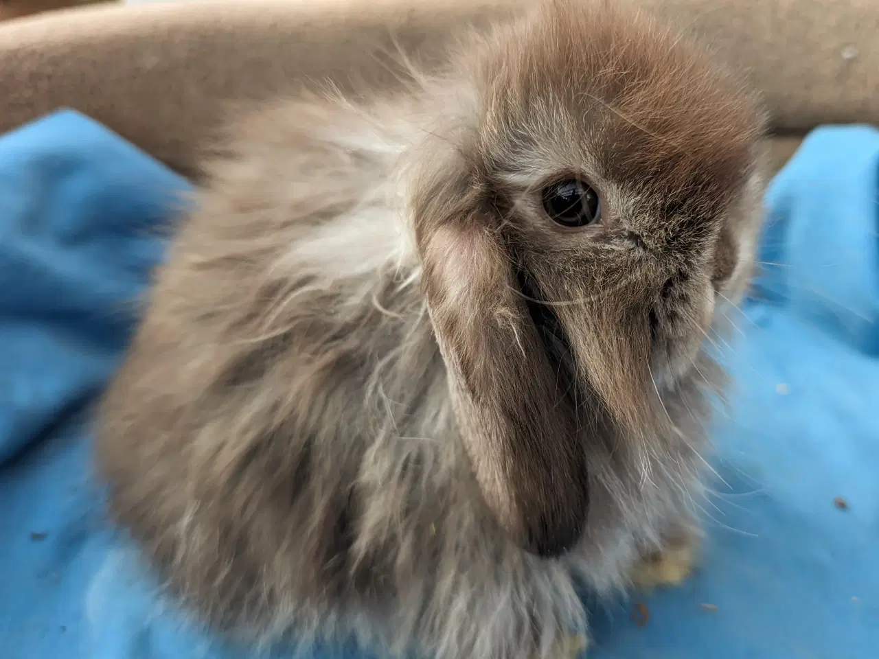 Billede 1 - Minilop kaninunge sælges 