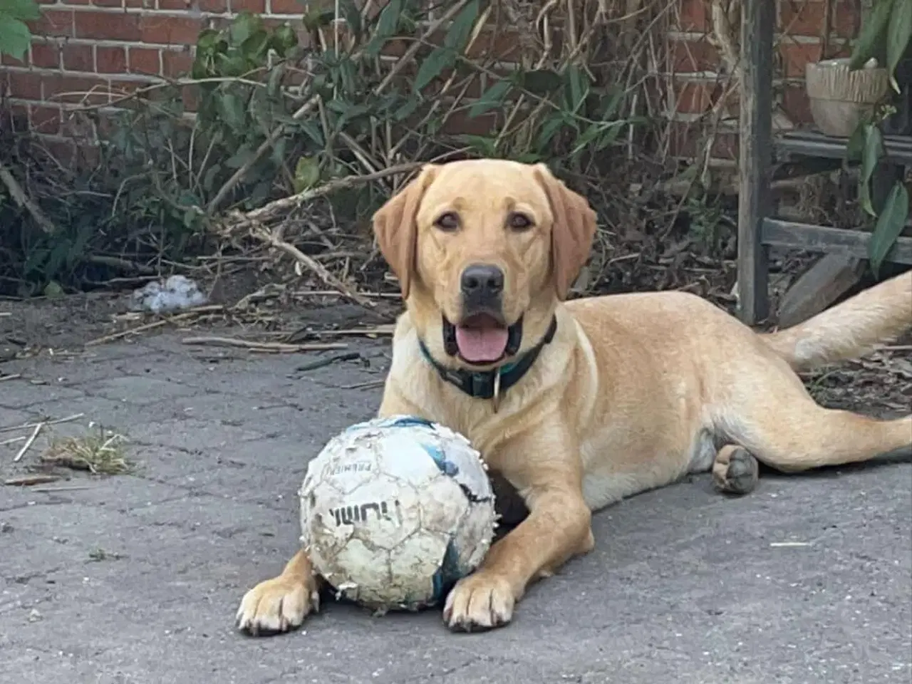 Billede 6 - Labrador hvalpe klar til maj. 