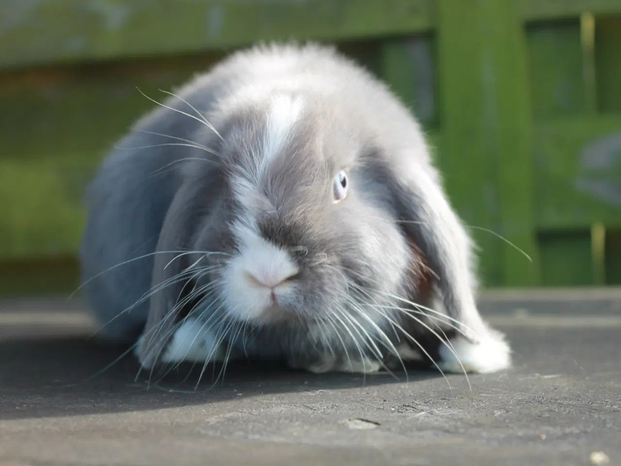 Billede 1 - Dværgvædder/Mini lop hankanin