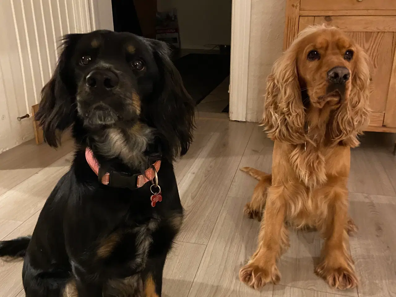 Billede 8 - Skønne hundehvalpe cocker spaniel blanding