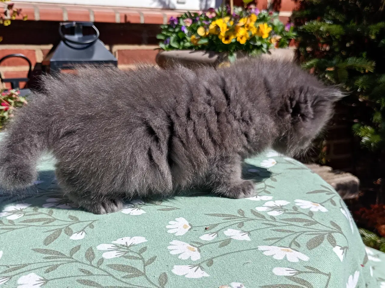 Billede 8 - British Longhair pige