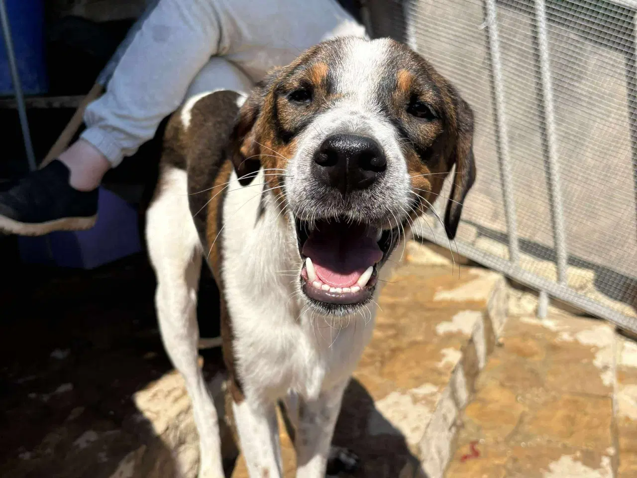 Billede 6 - Adopter Vince, og få en prins 🐶