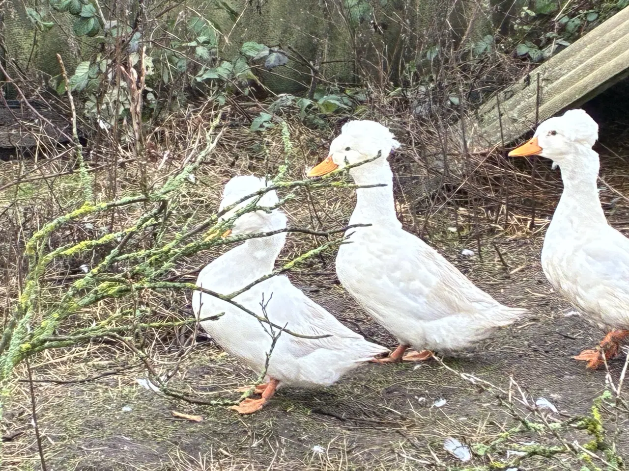 Billede 7 - Kejserænder