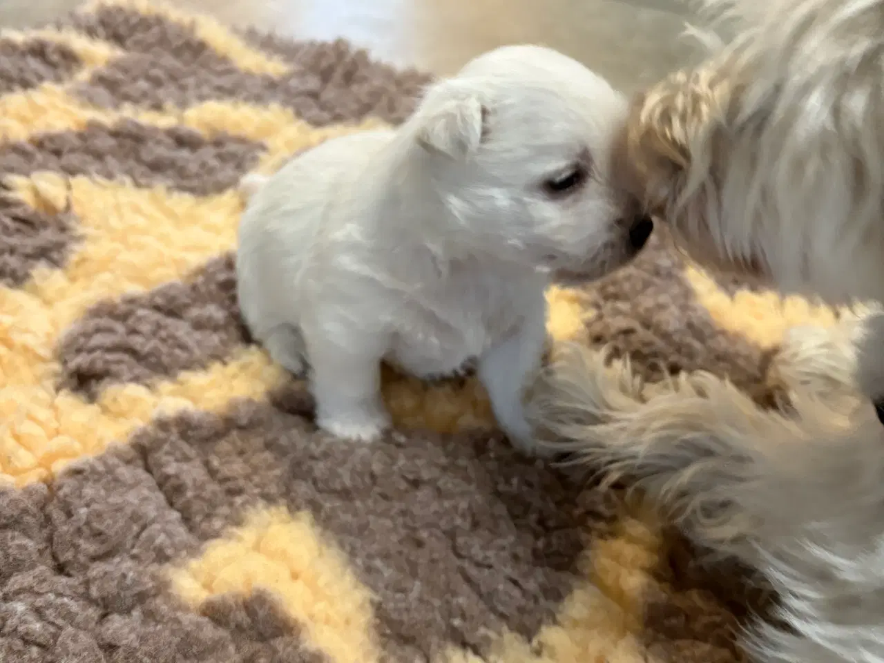 Billede 4 - West Highland White Terrier hvalpe til salg
