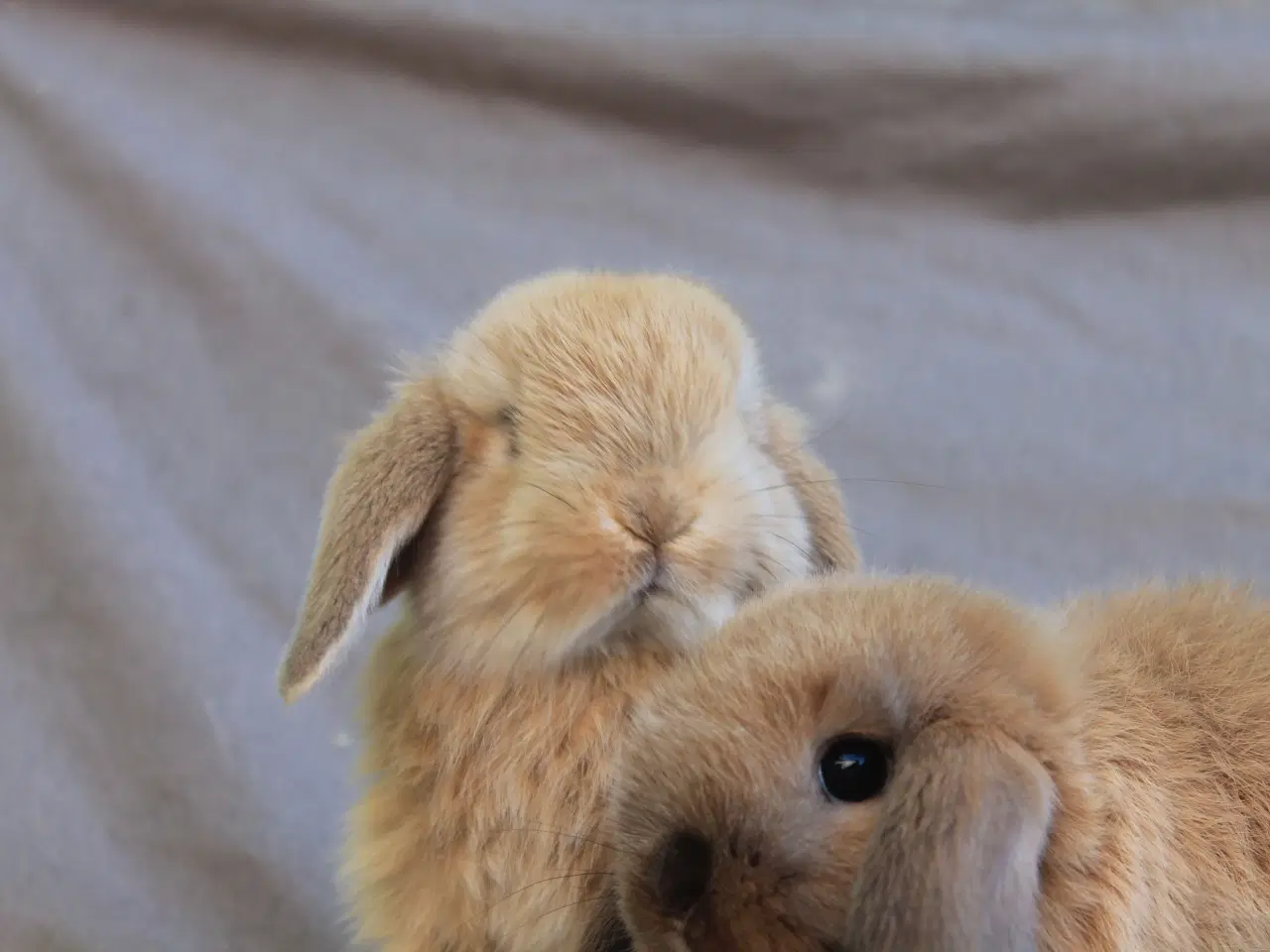 Billede 3 - Mini lops drenge