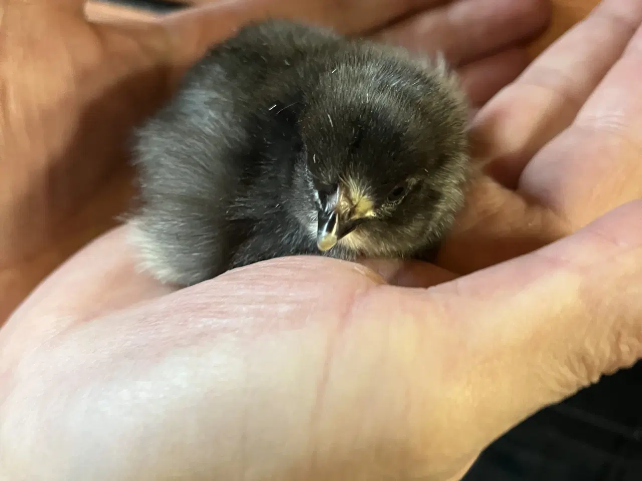 Billede 5 - Kyllinger af blanding 