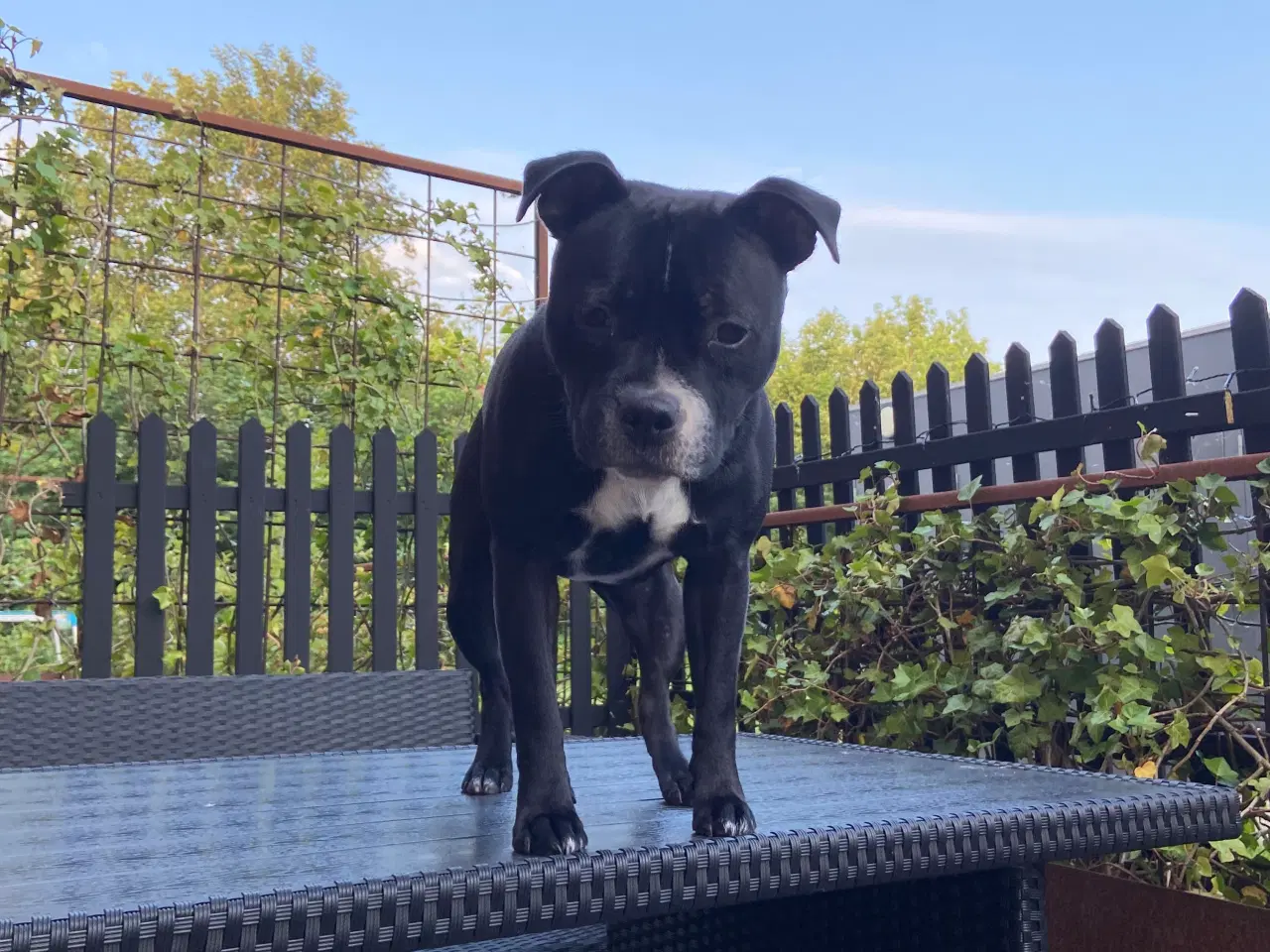 Billede 3 - Kærlig Staffordshire Bullterrier tæve på 1 år søge