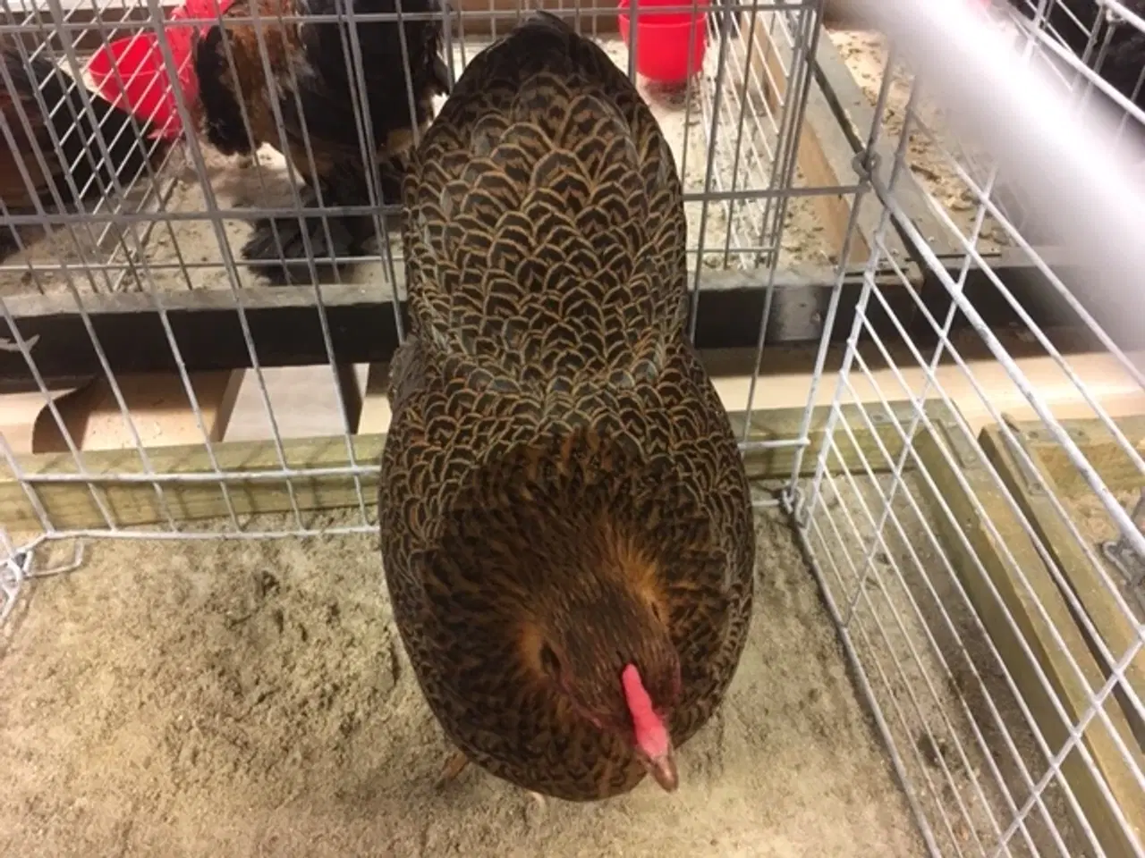 Billede 3 -  Wyandot Dværg Race