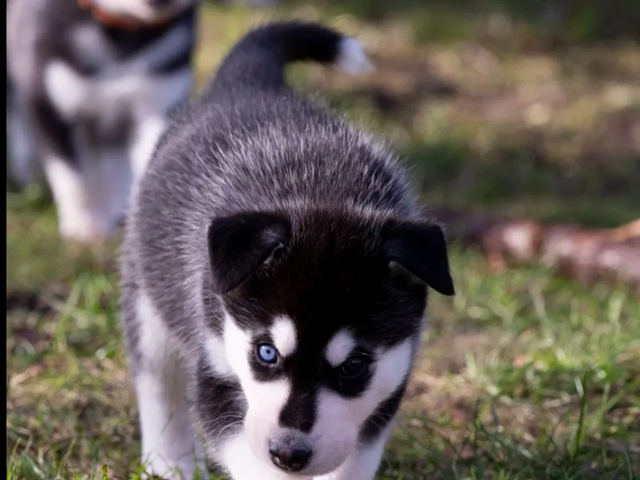 Billede 5 - Alaskan Husky/malamute hvalpe