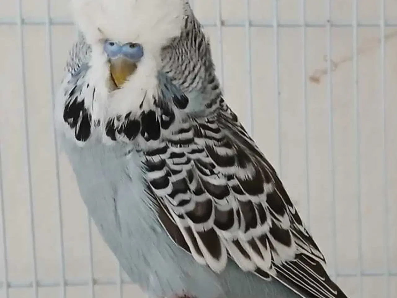 Billede 3 - Engelsk undulat han 