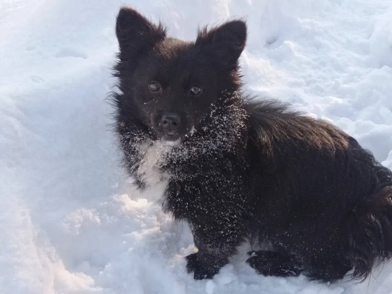 Billede 6 - Nikita - 5 kg