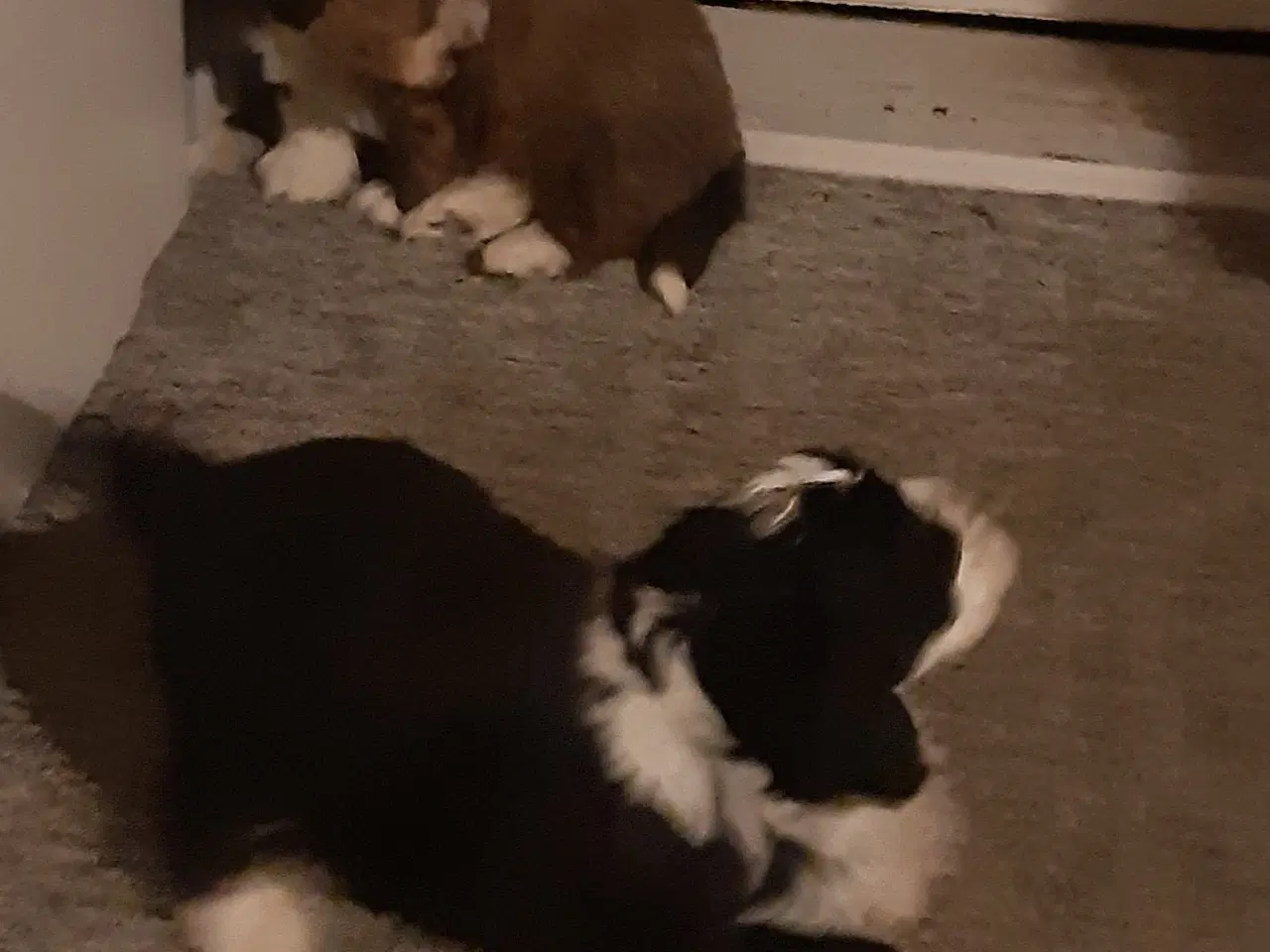 Billede 2 - Puddel havanese hvalpe