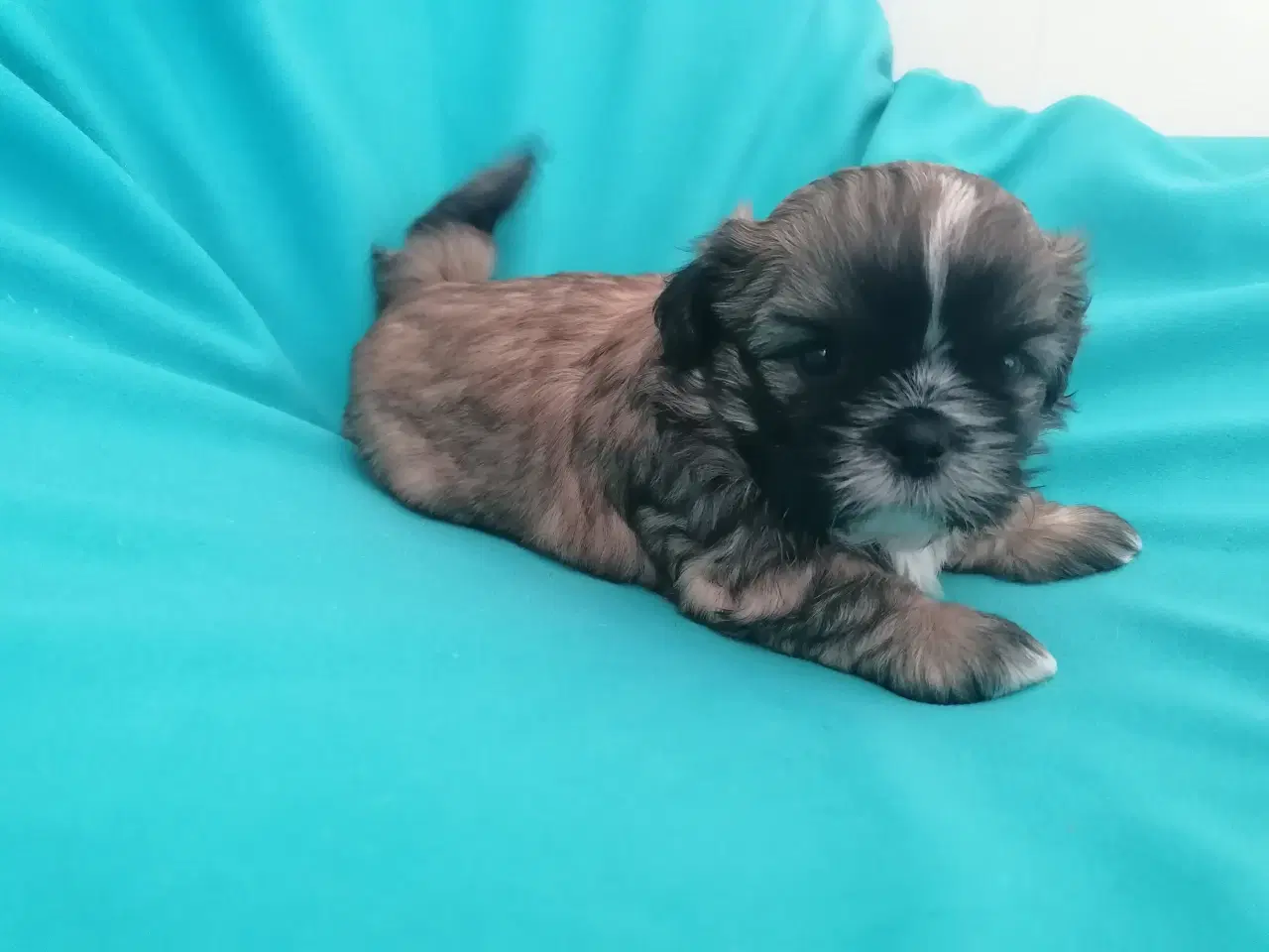 Billede 2 - Malteser / Shih Tzu / Bomuldshund ( Boomer )