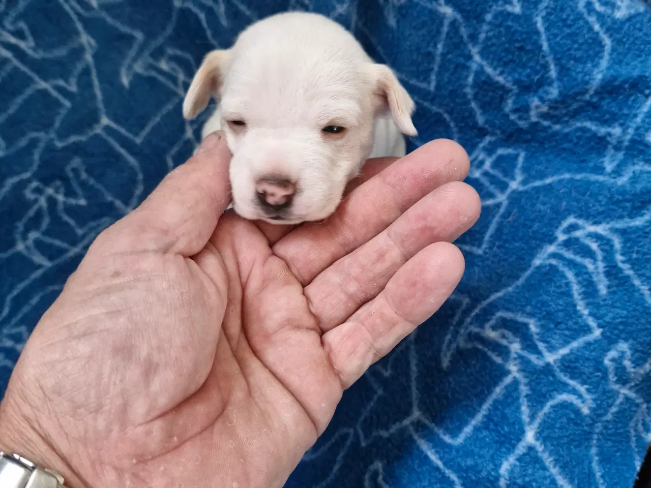 Billede 18 - Dansk svensk gårdhunde hvalpe 