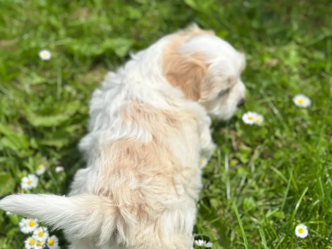 Billede 12 - Bichon Havanais