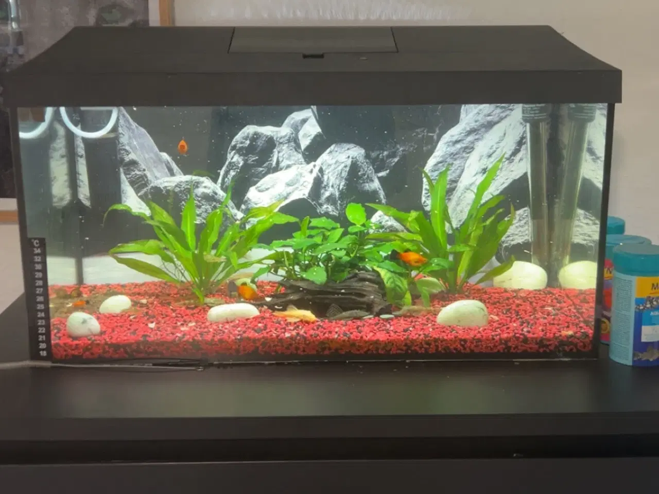 Billede 1 - 52l akvarium