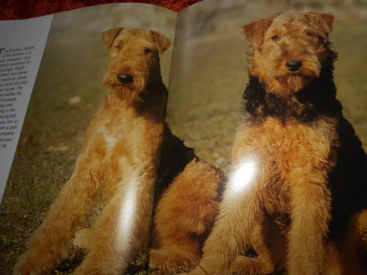Billede 2 - Airedale terriers, Dorothy M. Miner,