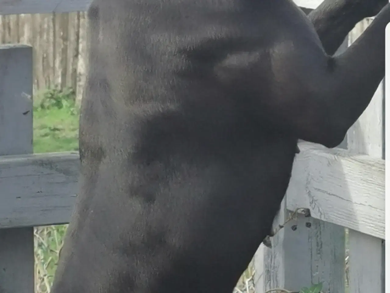 Billede 5 - Blandings hvalpe rottweiler blanding /labrador 