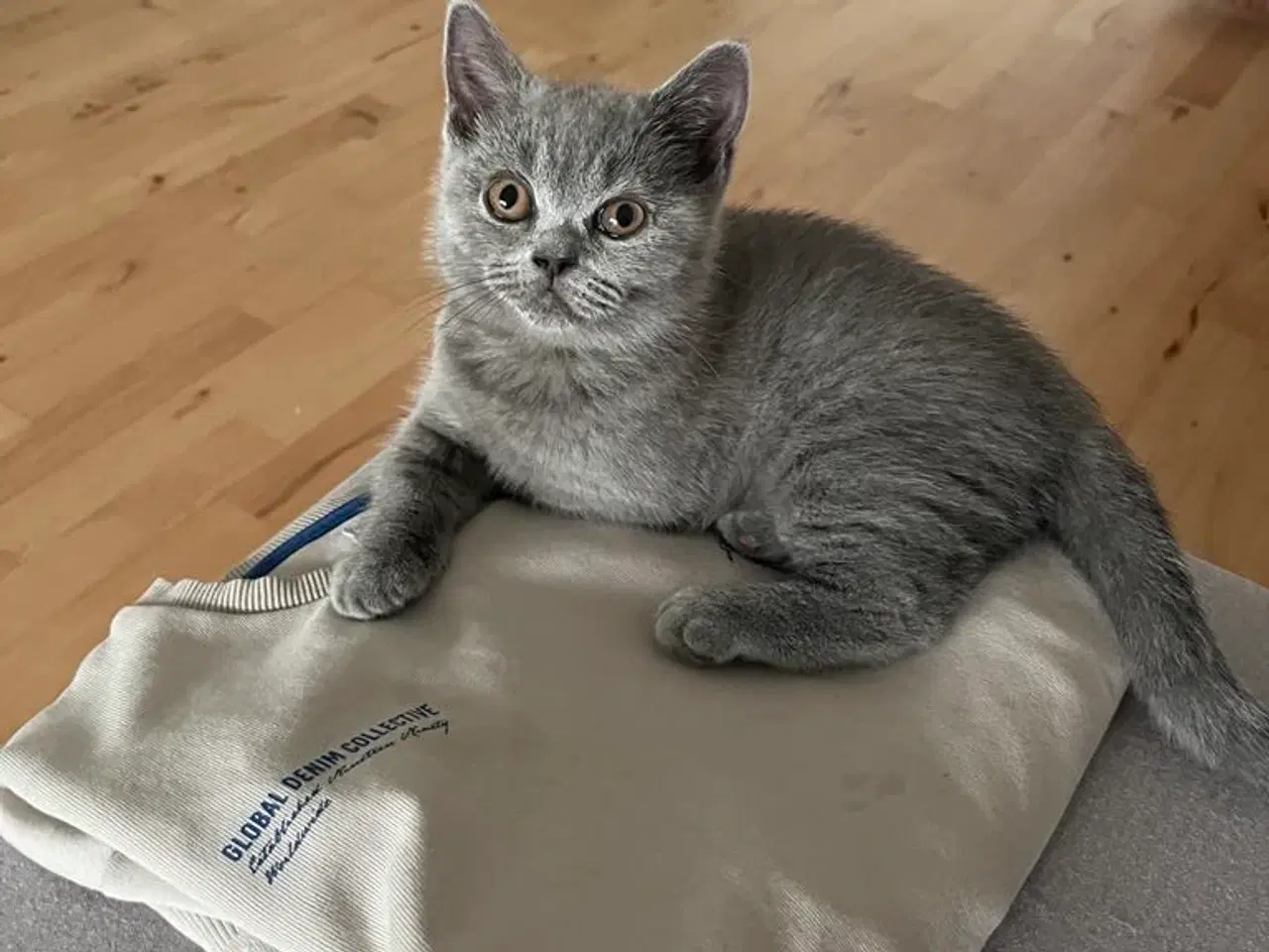 Billede 3 - Skønne British katte 