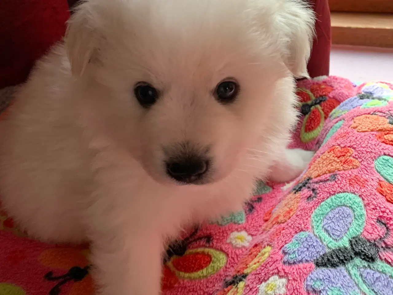 Billede 2 - Bedårende Mittelspitz hvalpe