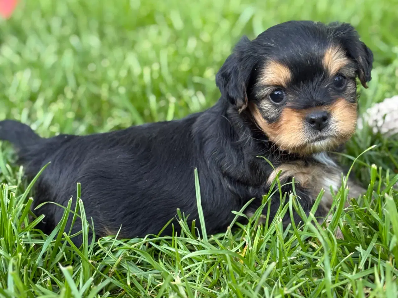 Billede 3 - Cavalier/Bichon Blanding 