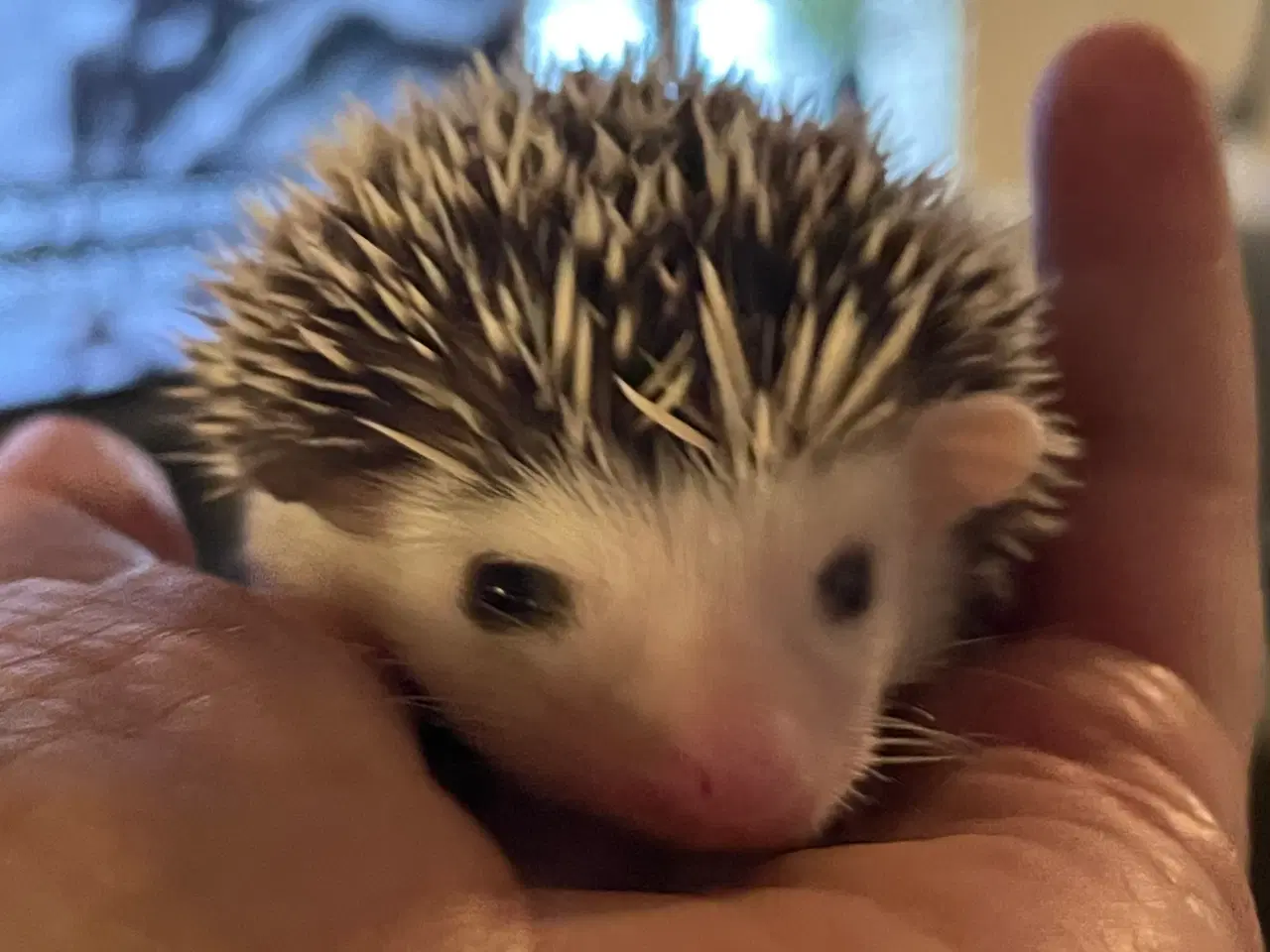 Billede 4 - Afrikansk Pygmæ Pindsvin