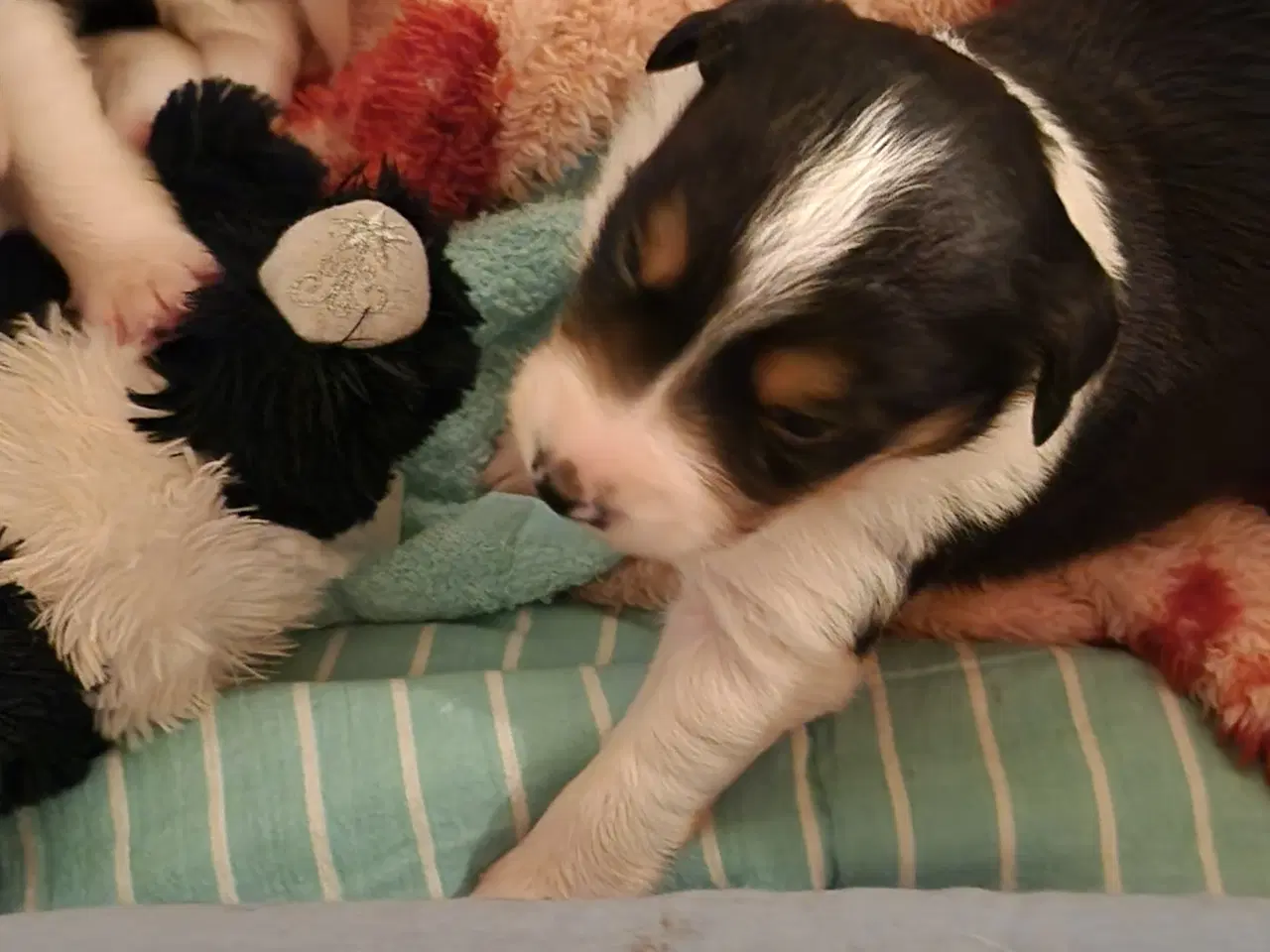 Billede 11 - Border collie/ Australien Shepherd mix