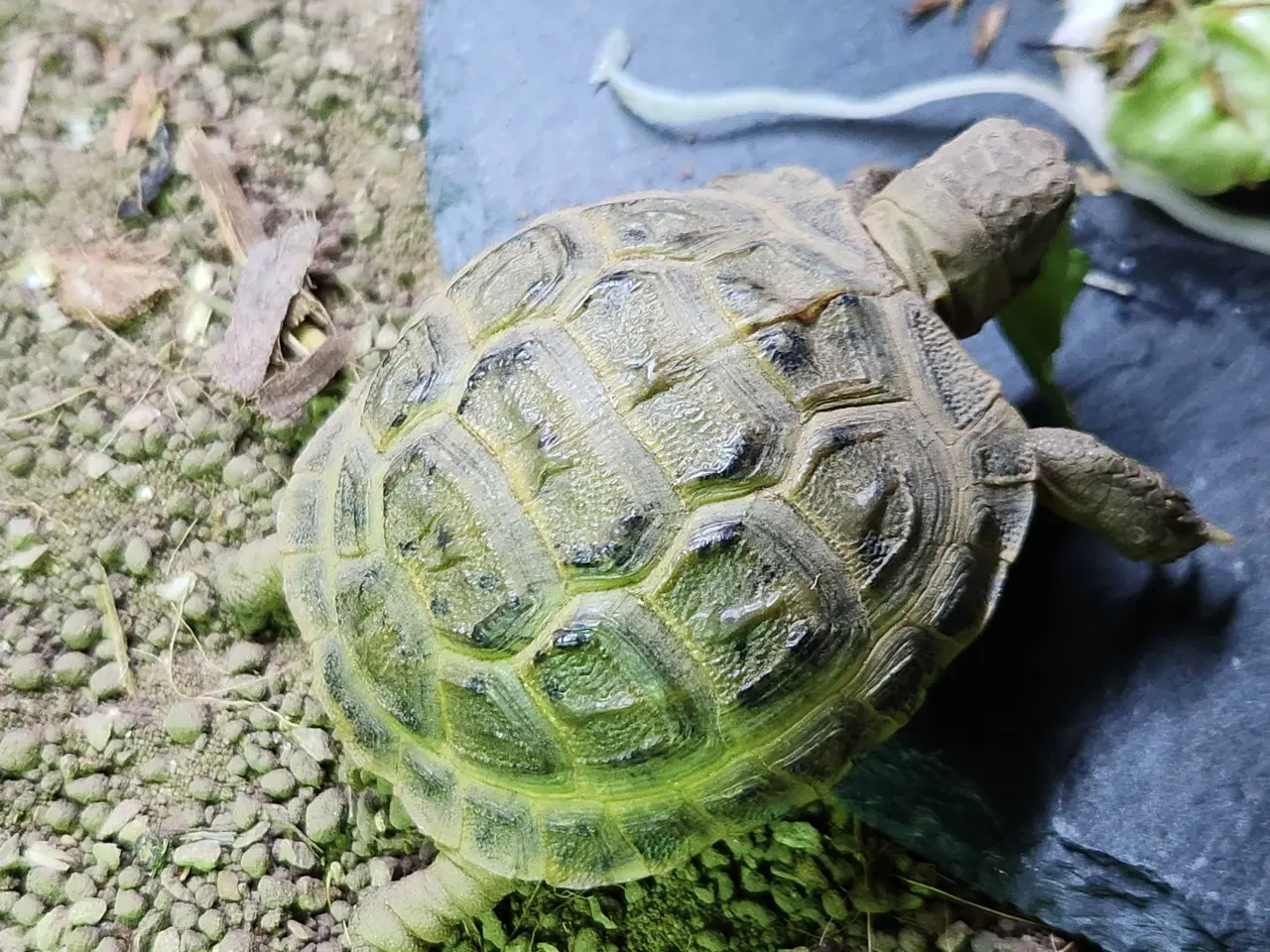 Billede 1 - Russisk Landskildpadde