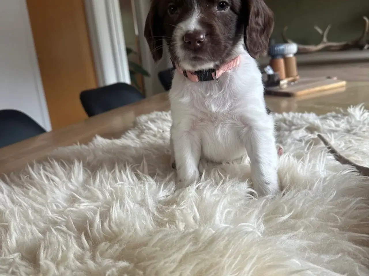 Billede 3 - Ft springer spaniels hvalpe med stamtavle 