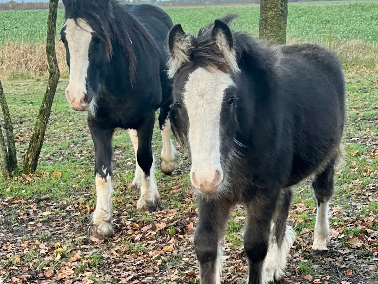 Billede 4 - Irish cob hingsteføl