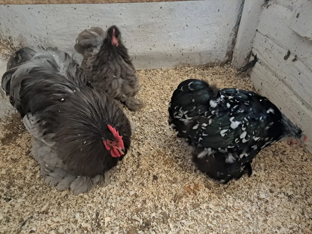 Billede 1 - Dværg kochin 