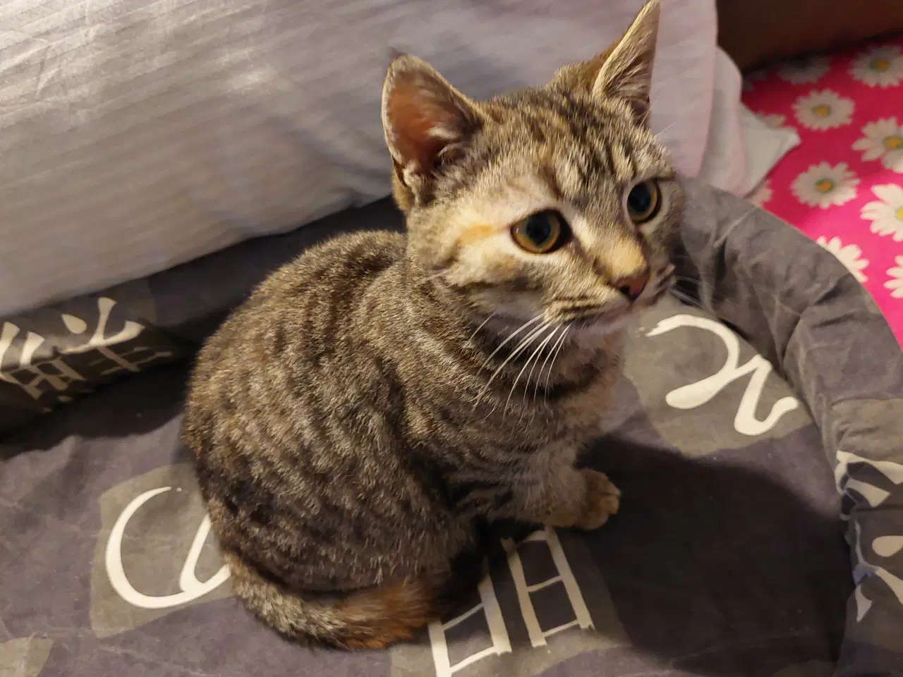 Billede 10 - Seng til Katte /Hunde