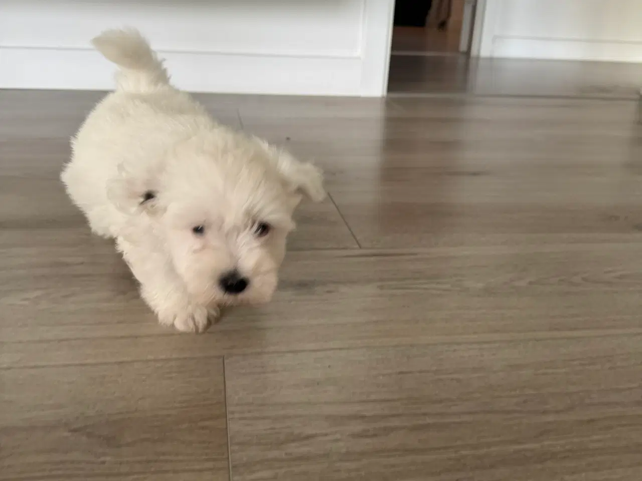 Billede 3 - Ægte lille bomulds tot ( coton de tulear ) 