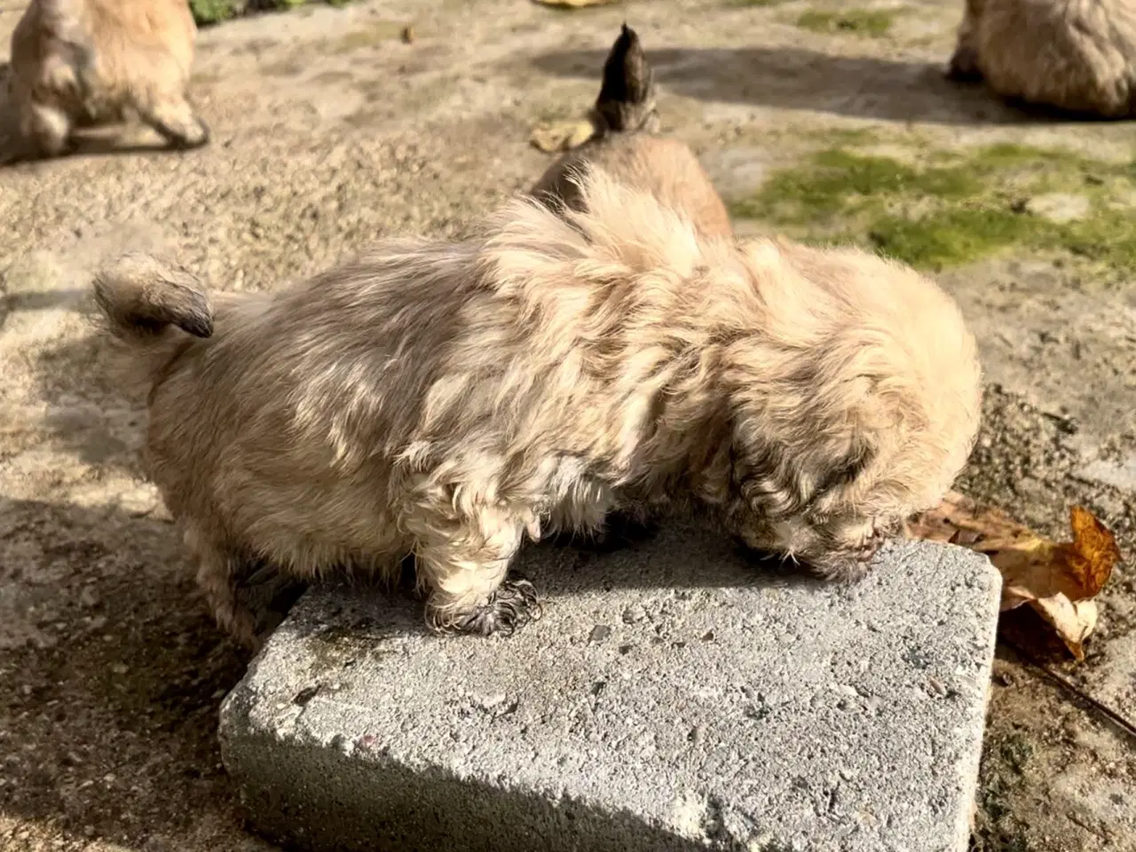 Billede 14 - Små allergivenlige og ikke fældende hundehvalpe